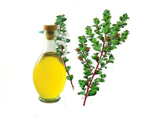 Organic Betulina Oil, Feature : Freshness, Purity