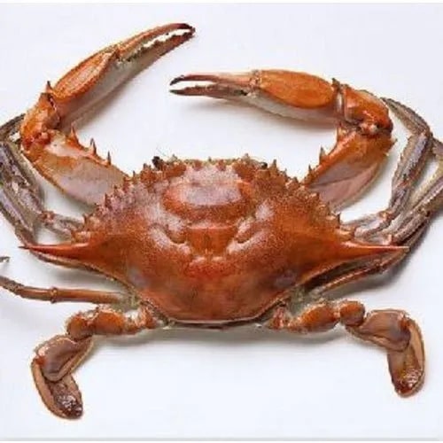Fresh Crabs, Packaging Type : Thermocol Box