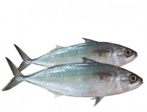 Fresh Mackerel Fish, Style : Live