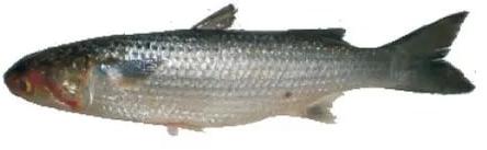 Fresh Mullet Fish