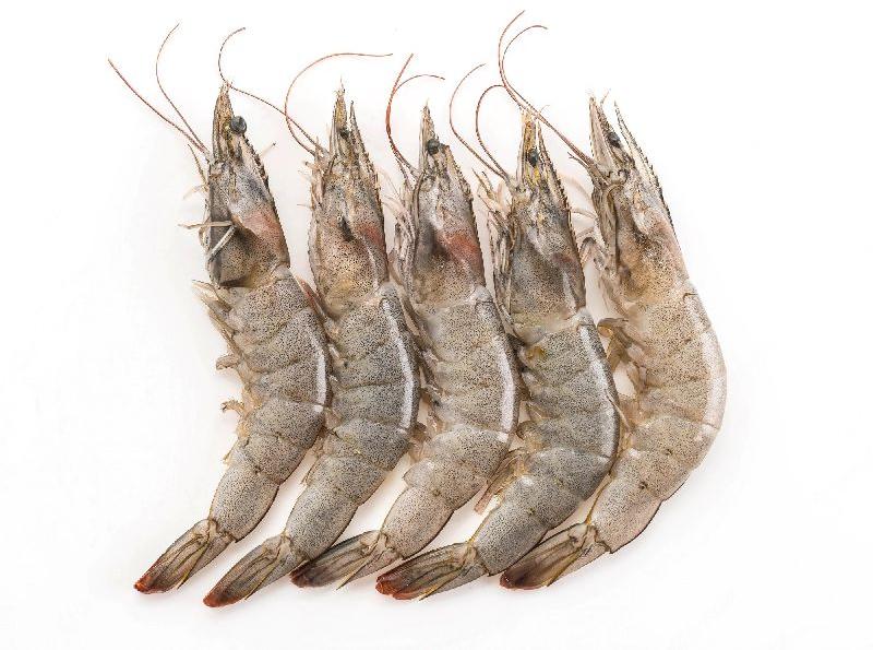 Fresh Shrimps, for Human Consumption, Certification : FDA Certified