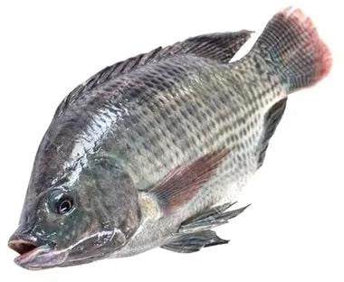 Fresh Tilapia Fish