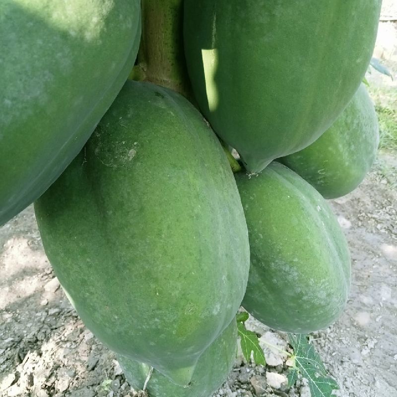 fresh papaya