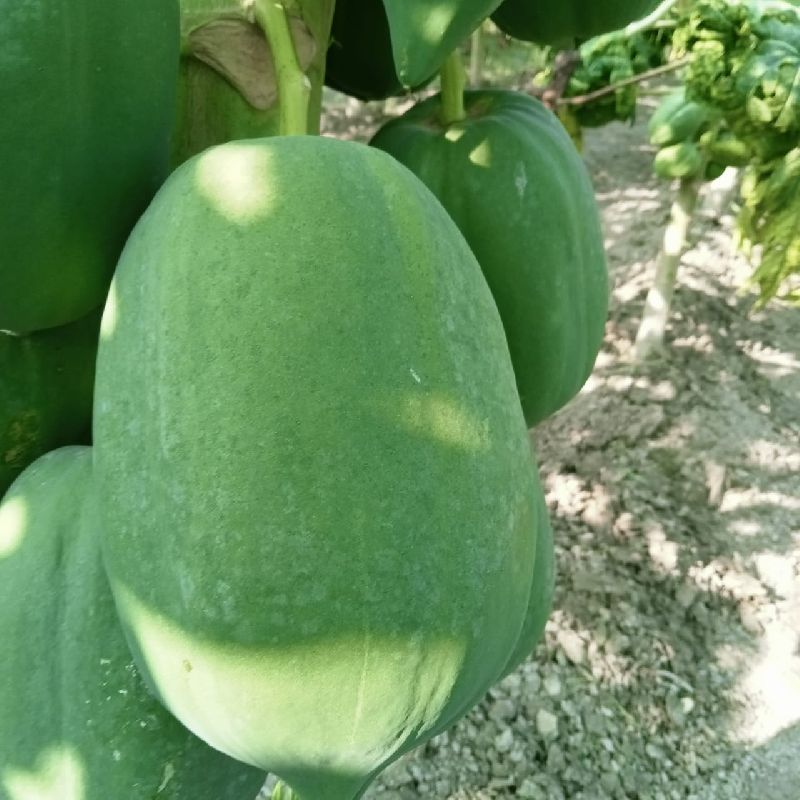 Fresh raw papaya