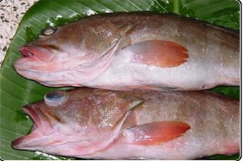 Sole Reef Cod Fish, for Household, Restaurant, Style : Frozen