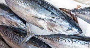 Tuna Fish, for Cooking, Food, Human Consumption, Feature : Good Protein