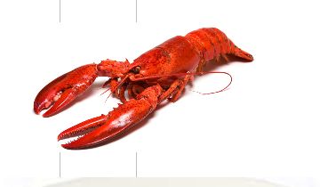 Whole Rock Lobster, for Cooking, Food, Human Consumption, Feature : Good Protein