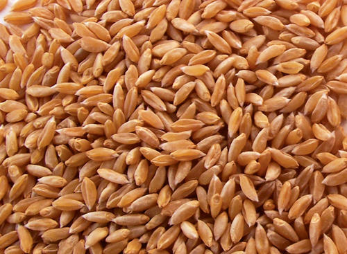 Bhalia Wheat Seeds
