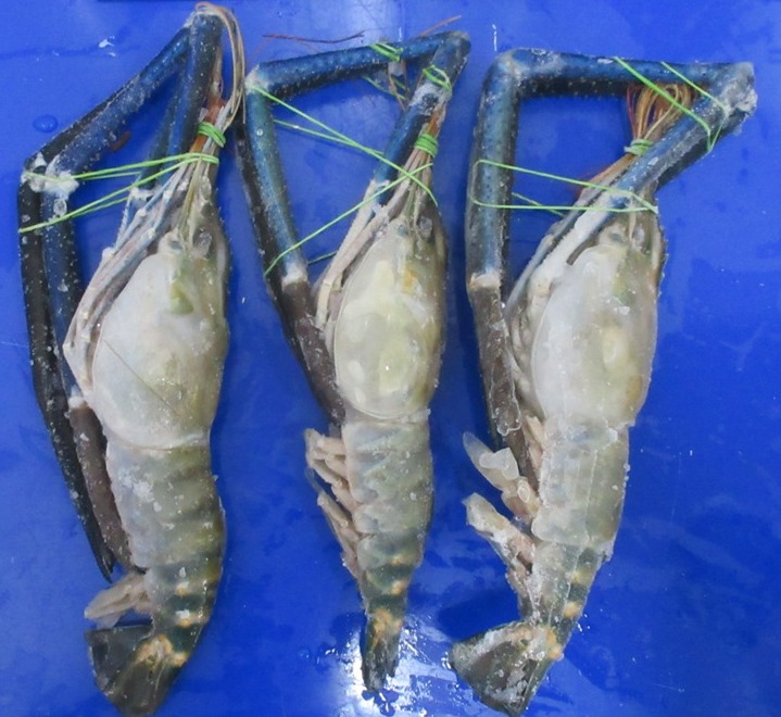 WILD CAUGHT FROZEN FRESHWATER SCAMPI, Packaging Type : BOX