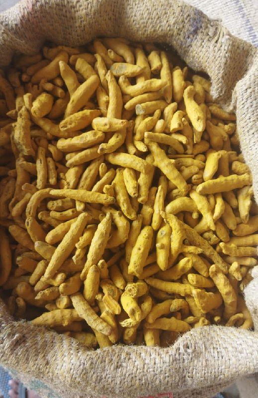 Turmeric finger, for Spices