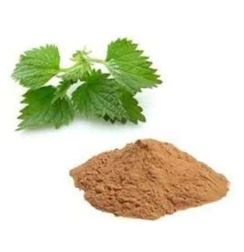 Jiya Nutraherbs Nettle Root Extract, Packaging Size : Packet