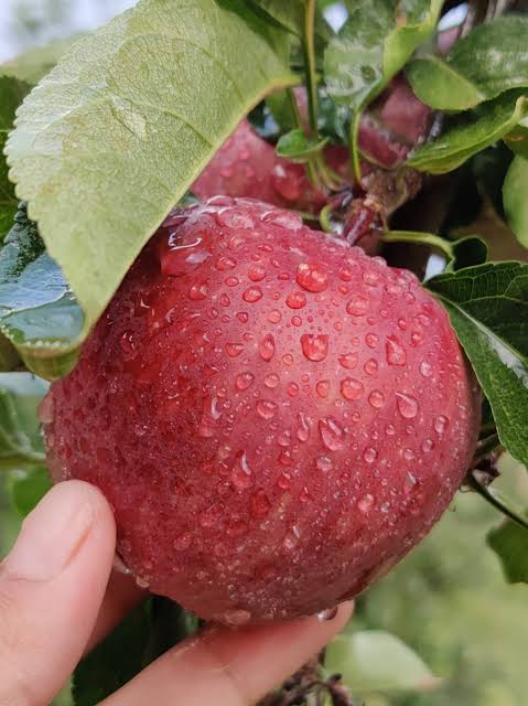 Apple Fruit, for Human Consumption, Packaging Type : Carton