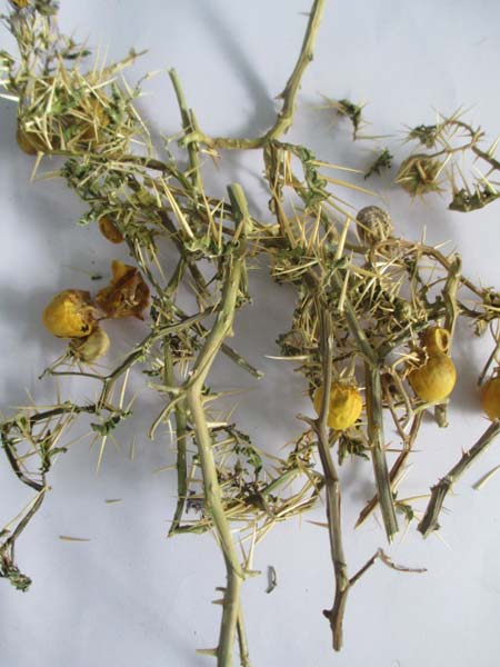 Kantakari Herb, Packaging Size : 5kg