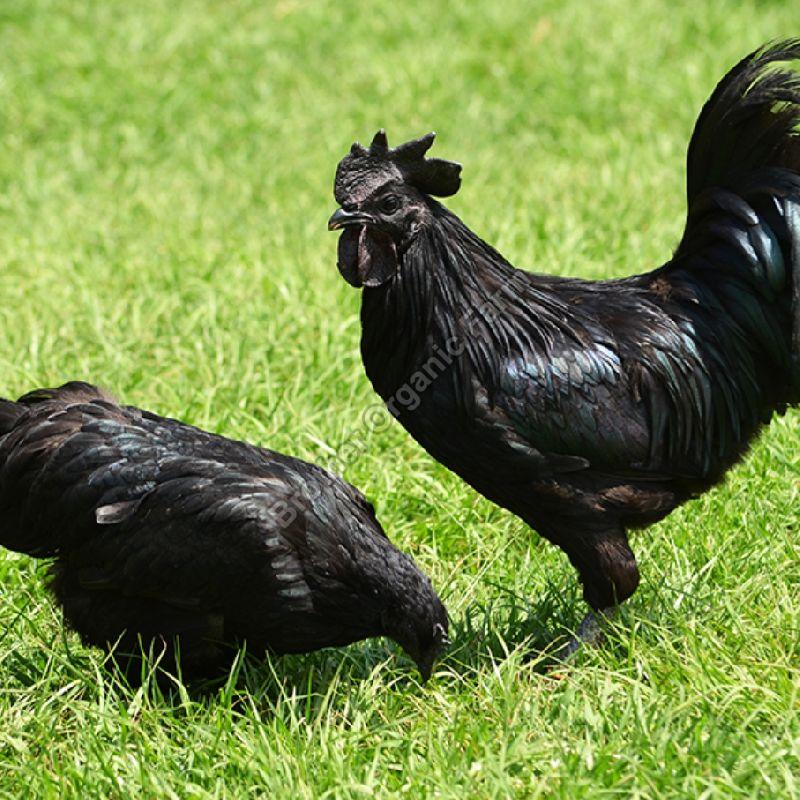 Live Kadaknath Chicken