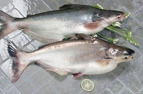 Fresh Pangas Fish, for Household, Mess, Restaurants, Packaging Type : Vacuum Pack