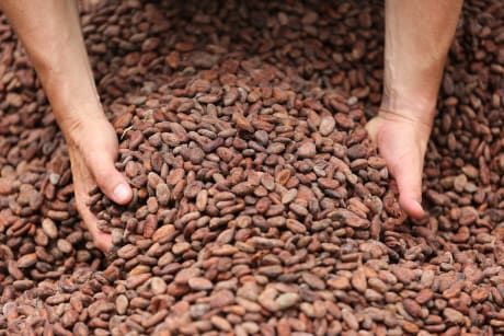 cocoa beans