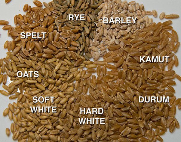 Durum Wheat