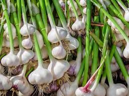 Garlic