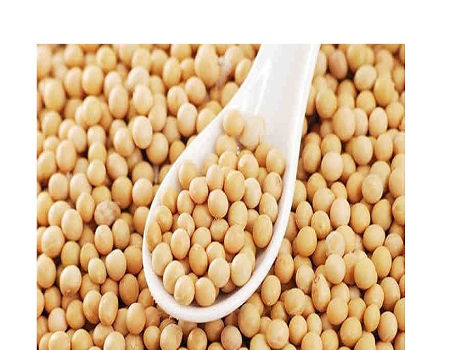 premium organic non-gmo soybeans