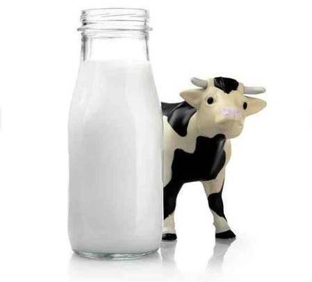 Cow milk, Purity : 100%