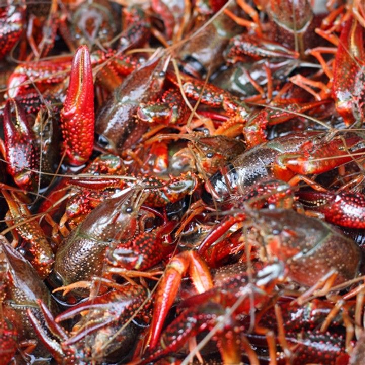 Crayfish