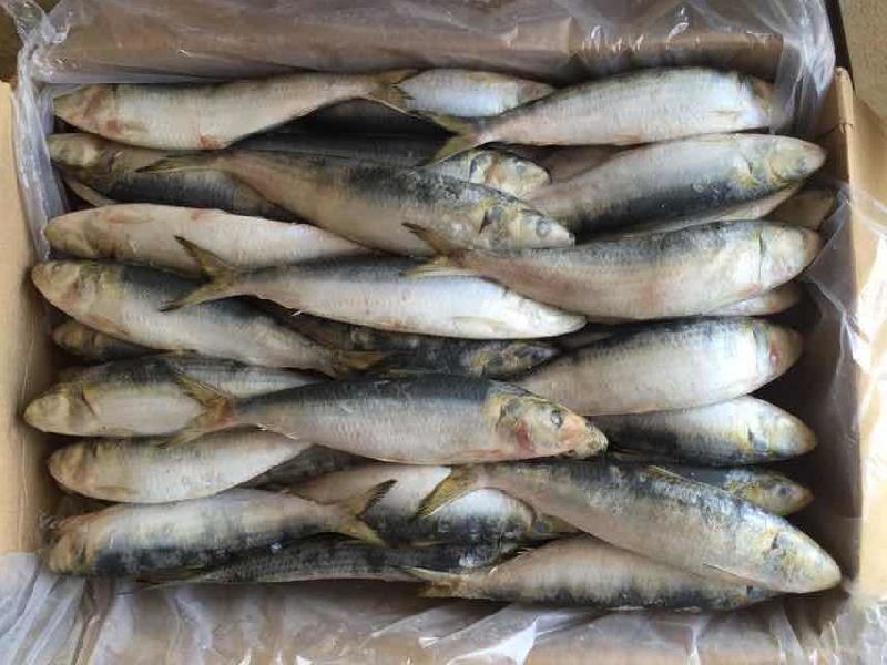 Frozen Sardine Fish