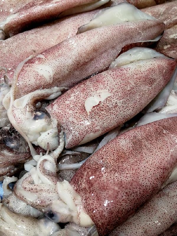 Frozen Squids