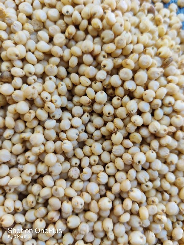 sorghum seeds