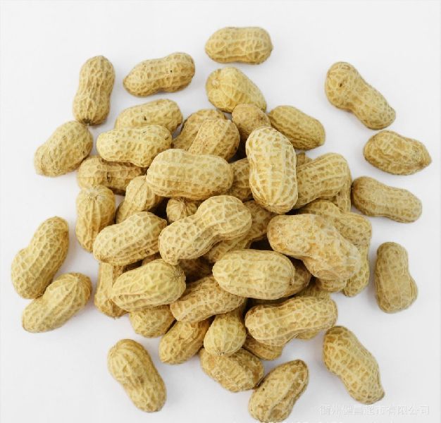 Shelled Peanuts, Shelf Life : 12 Months