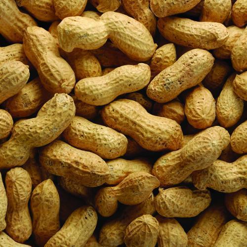 Shelled Peanuts, Shelf Life : 6 Months