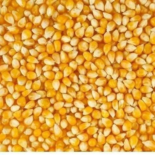 Organic maize seeds, Certification : FSSAI