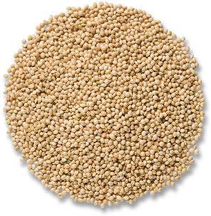 Organic Millet Seeds, for Cooking, Variety : Hybrid