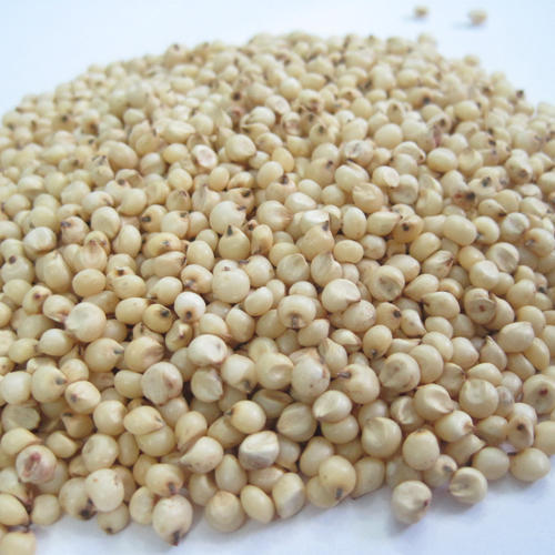 Organic Sorghum Seeds, for Cooking, Variety : Hybrid