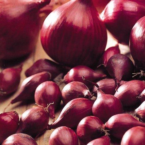 Organic Bellary Onion, for Enhance The Flavour, Human Consumption, Packaging Size : 10kg