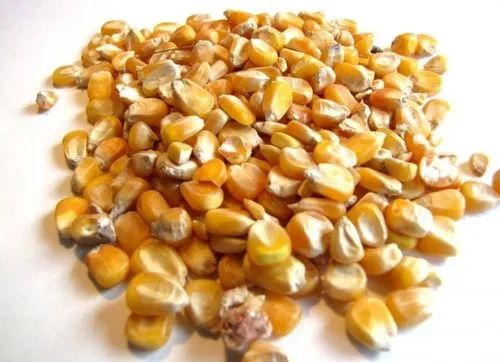 Poultry Feed Maize, Shelf Life : 06 Months