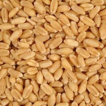 Whole Wheat Seeds