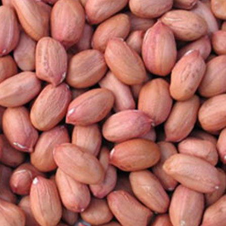Organic Groundnut Seeds, for Agriculture, Cooking, Oil Extraction, Certification : FSSAI