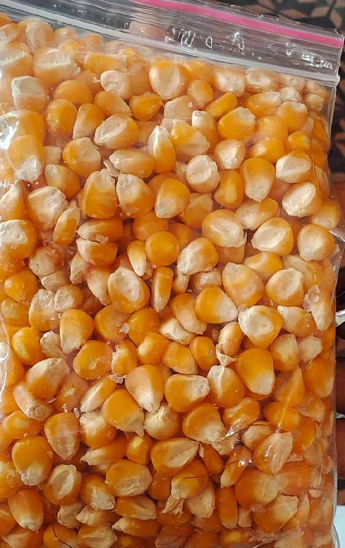 Maize, for Making Popcorn, Style : Dried, Fresh, Frozen, Preserved