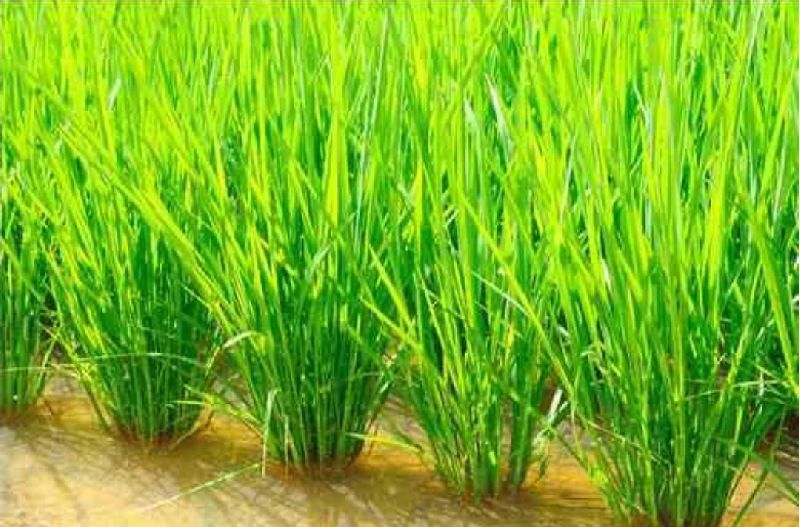 Natural Paddy dhaan, for Agriculture