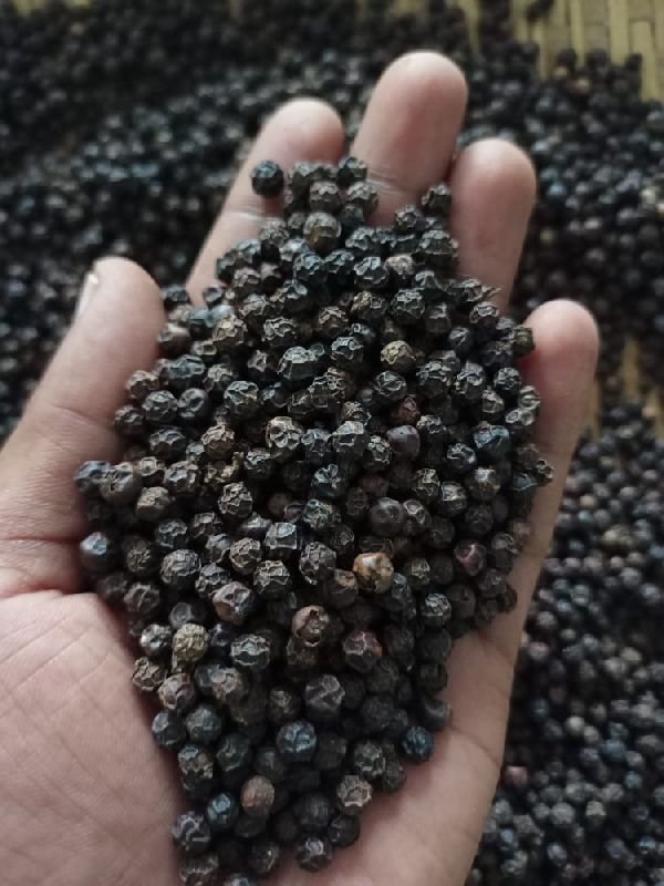 Bold Organic black pepper, for Spices, Cooking, Pepper Grade Available : 550 G/l
