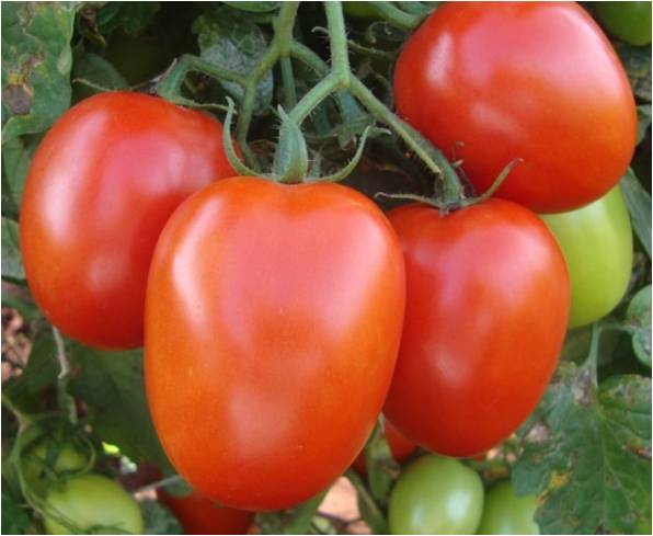 Common Hybrid Tomato Seeds, Packaging Type : Plastic Pouch