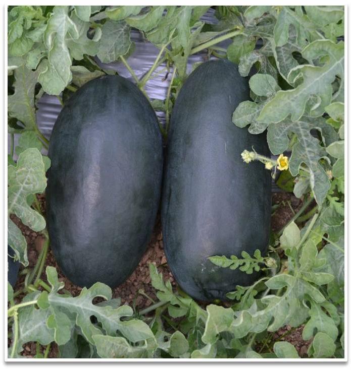 hybrid watermelon seeds