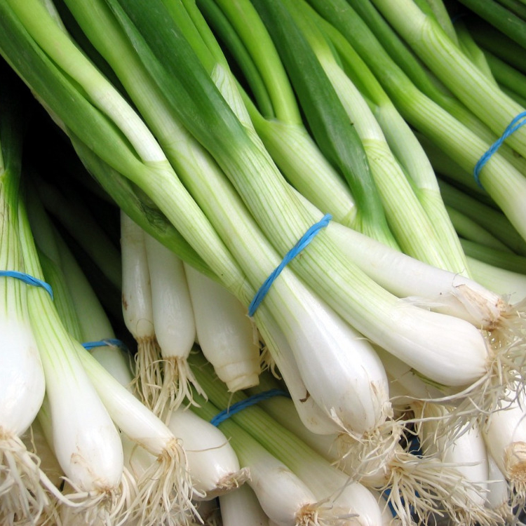 Organic Fresh Green Onion, for Human Consumption, Packaging Type : Jute Bags