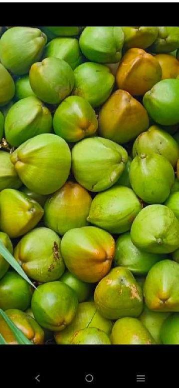 Tender coconut, Color : Green