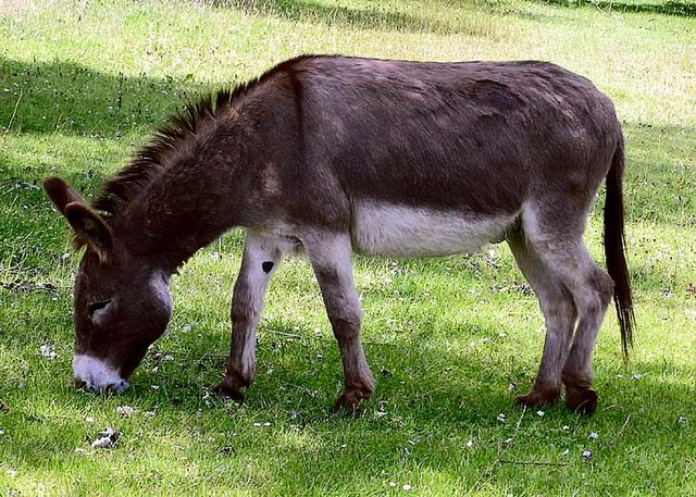 Live Donkey, Feature : Quality Tested