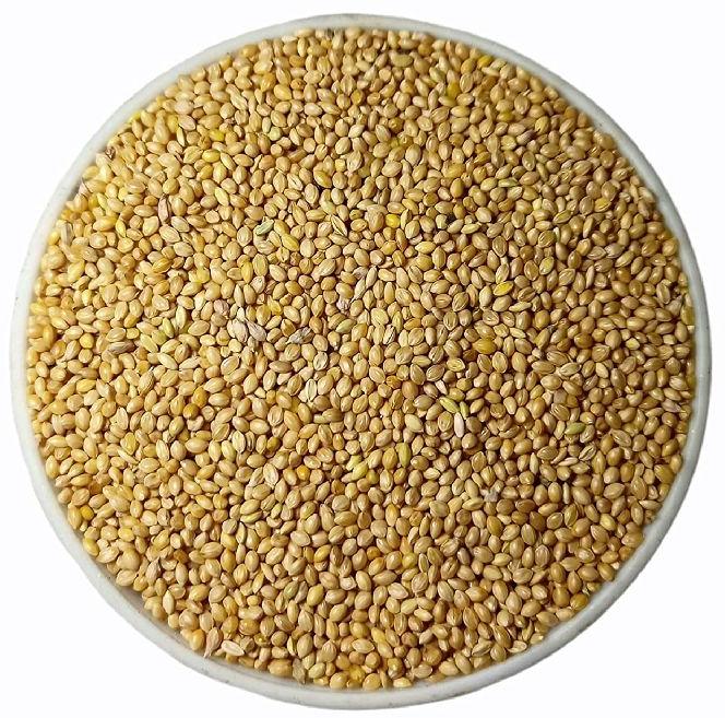 Foxtail Millet Seeds, for Cattle Feed, Cooking, Feature : Natural Taste
