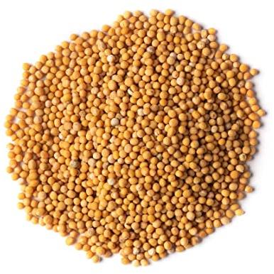 Organic yellow mustard seeds, Specialities : Good For Health, Rich In Taste