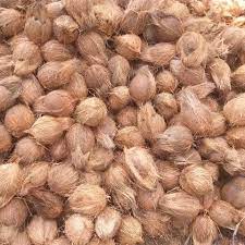 Hard Natural Semi Husked Coconuts, for Free From Impurities, Freshness, Good Taste, Healthy, Easily Affordable
