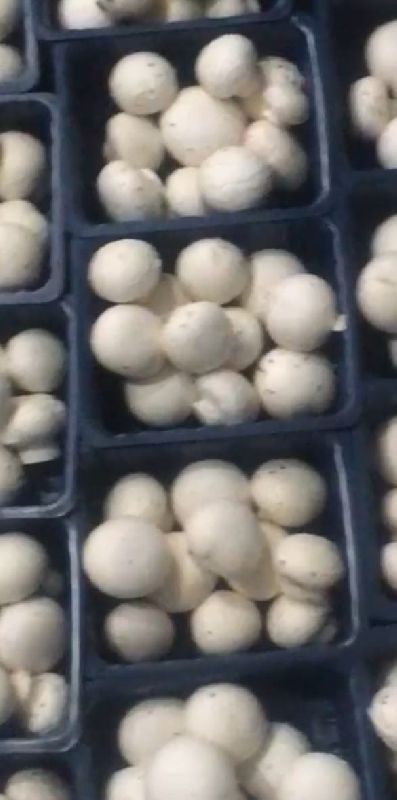 Organic Fresh Button Mushroom, for Cooking, Packaging Type : Plastic Container