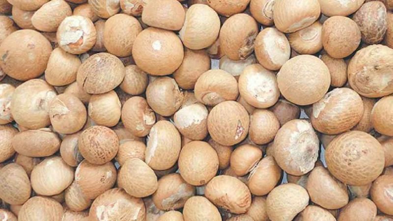 Organic Betel Nuts, for Ayurvedic Formulation, Chinese Medicines, Food, Herbal, Herbal Formulation, Medicine